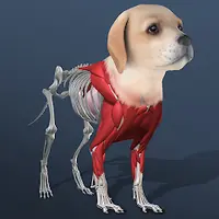 Idle Pet - Create cell by cell (ВЗЛОМ, все персонажи разблокированы/ бесплатные покупки)